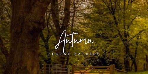 Autumn Forest Bathing