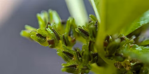 Plant Walk at Clove Lakes Park-Staten Island Bioblitz