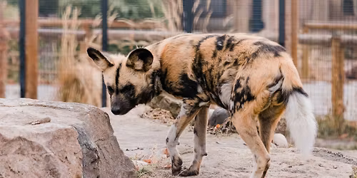 Half Off Zoo Entry with Treefort Wristband