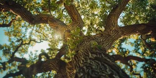 For the Love of Trees | An Arbor Day Celebration