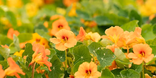 Welbeck Kitchen Garden Tours