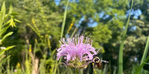 Learn from the Experts: Bumblebees of Kane County