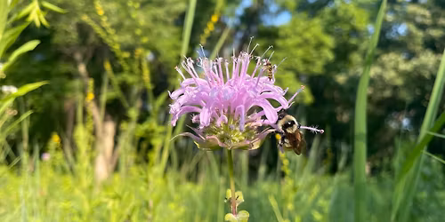 Learn from the Experts: Bumblebees of Kane County
