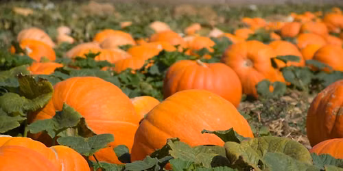 David Movie + Sing-a-long Weekend and Hayrides in The Pickin' Patch!
