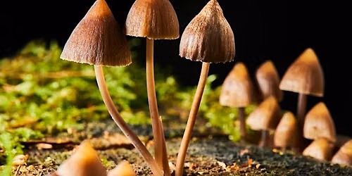 National Mushroom Day Walk