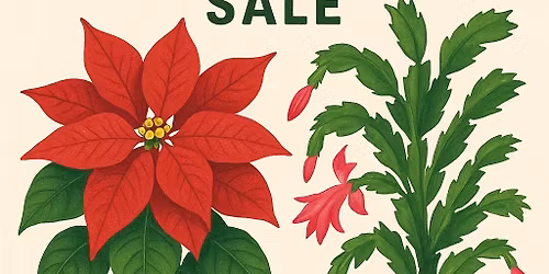 \ud83c\udf38 Poinsettias, Cactus & Holiday Magic! \ud83c\udf38