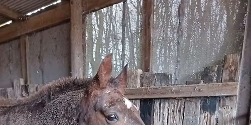 Open Day at Felicity's Livery 