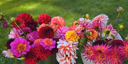 Dahlia Tuber Sale