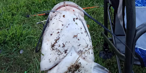 Catfish Tournament - Open to the Public!
