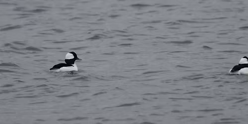 Fall birding at Sandy Hook - lot B meet up