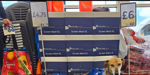 Forever Hounds Trust Collection at Quedgeley Tesco
