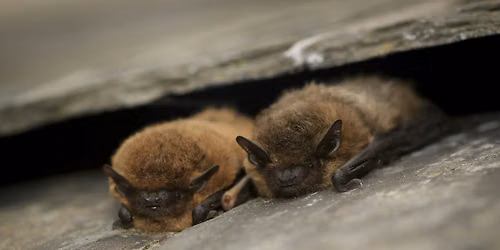 NWT Sweet Briar Marshes - In search of bats and other night time creatures