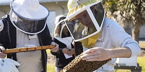 Beekeeping 101: Getting Started with Your First Hive