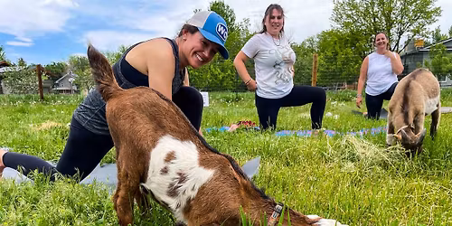 Goat Yoga