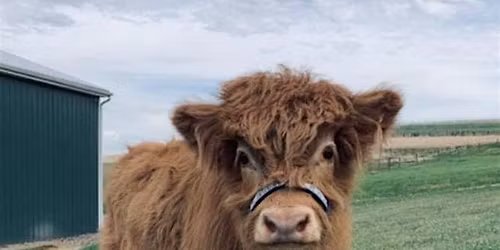 Grazing with Mimosas, Moos, and Moms