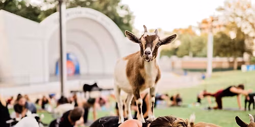Goat Yoga @ Overton Park Shell