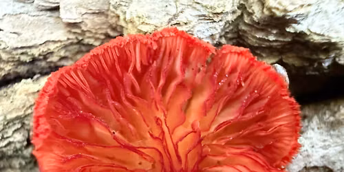 Mushroom Walk, Gonic Trails, Rochester, NH