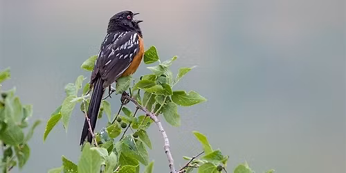 Bird Language Interpretation