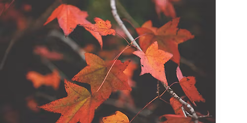 Japanese-Style Pruning Oct 31