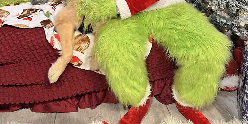 Grinch Pictures with The Golden Gathering Group