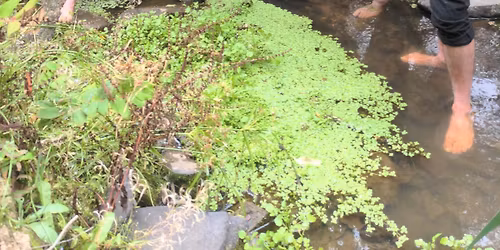 DSB8 at The Cullulleraine Music Festival