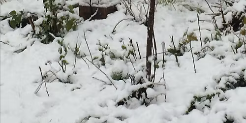 The 2025 RBA Holiday Social & Dessert Potluck