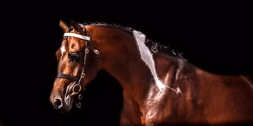 Appleton Grange Stud Stallion Open Day