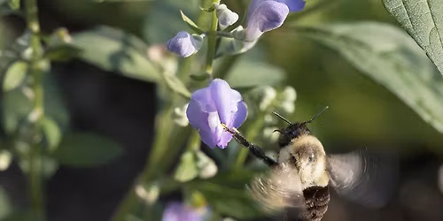 Garden Basics: Great Flowering Native Plants for Beauty and the Bees