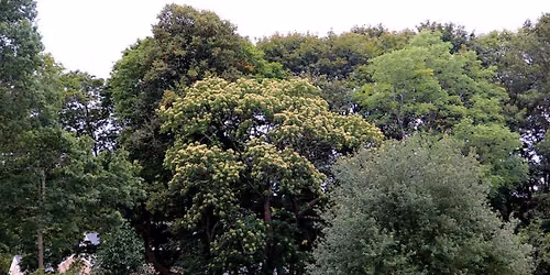 Uncommon Trees and Shrubs of Blithewold