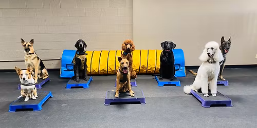 AKC Canine Good Citizen Class Series