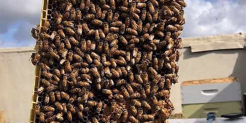 'Taste the Farm Tour' Special: Honey!