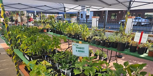 Fall Plant Sale