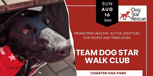 Team Dog Star: Walk your Dog With Us in Manchester CT