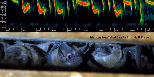 Bat Week: Caller ID