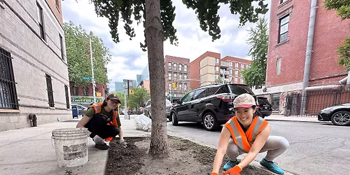 Volunteer Street Tree Care with Earth Matter + CM Chris Marte