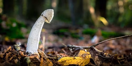 Behandling af prostata- og potensproblemer samt mandlig infertilitet med Akupunktur