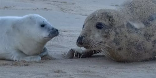 Baby Seals Hike Day Trip Our most Popular Event on Meetup.com