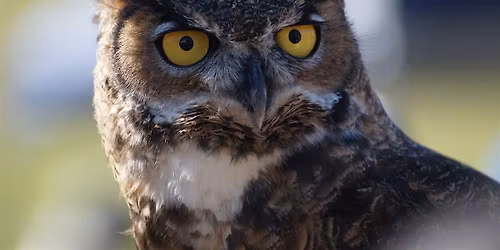Raptor Fest at Rancho San Vicente!