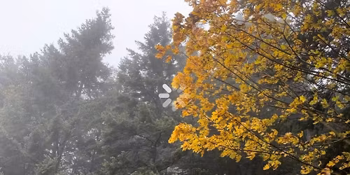 \ud83c\udf32 Forest Therapy Fall Session 2