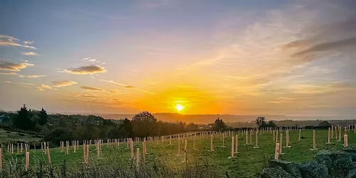Tree planting in Kirklees - Almondbury ward