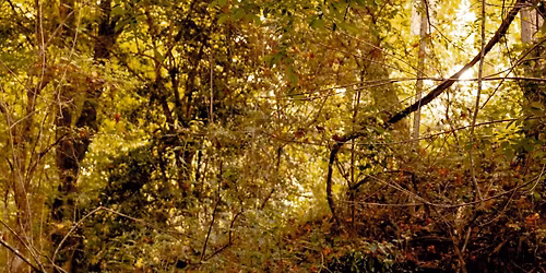 T\u00f3mar\u00fam w\/ Dessiderium