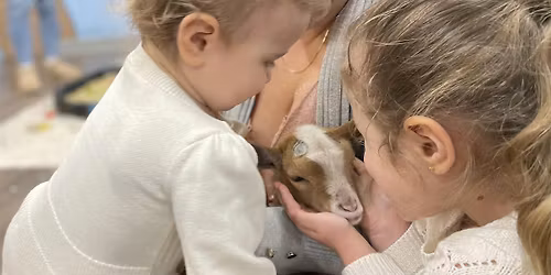 Sunday Goat Snuggling at St. Stephen\u2019s Church in Ridgefield
