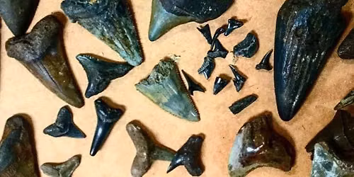 Horry County Museum Fossil and Shell Show July 11, 2026 