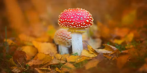 Fingringhoe's Fantastic Fungi