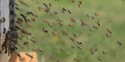 Beekeeping Series: Swarm Control