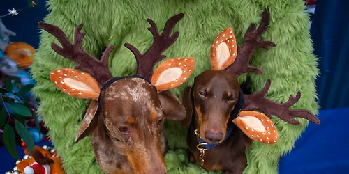 Christmas Pawty Dachshund style in Berrima!!!!