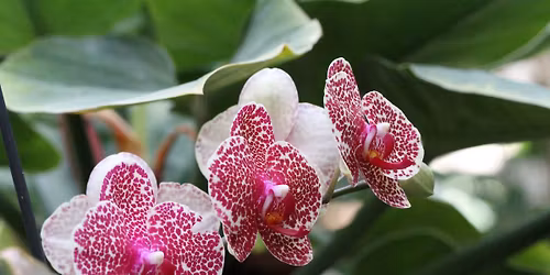 Mini-Worlds Bee Workshop with The Terrorium Shop