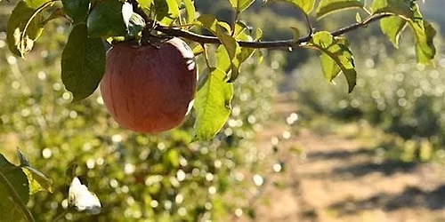 Sweet Water Farms U-Pick Apples