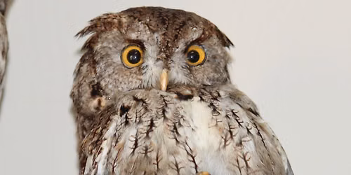 Wonderful World of Owls
