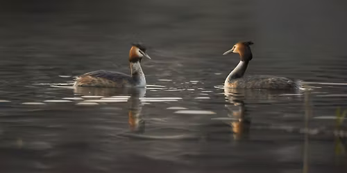 Winter Bird Walk at Tameside Nature Reserve